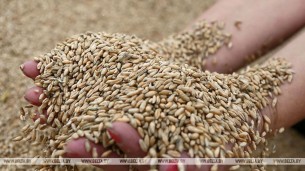 Plans to harvest over 8m tonnes of grain in Belarus in 2020